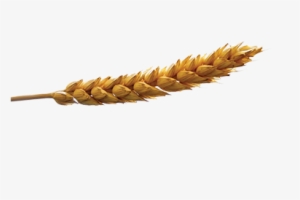 Out Of The Richest Wheat Fields In The Near East, Great - Shredded Wheat #1243885