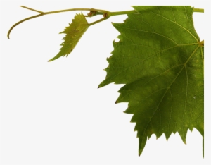 Wine Leaf #1243960
