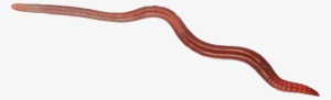 Worm Transparent Background #1243984