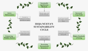 Hoja Nueva Cycle - Plant #1244080