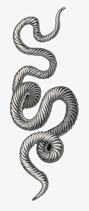Snake #1244105