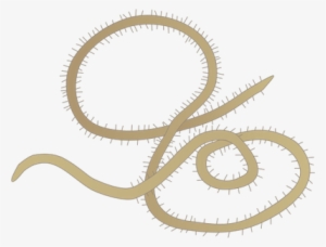 Ian Symbol Gordian Worm - Illustration #1244108