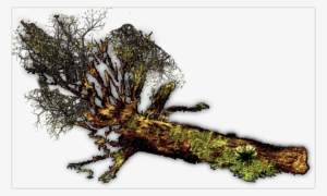 Cff Fallen Tree Jrl - Fallen Tree Png #1244182