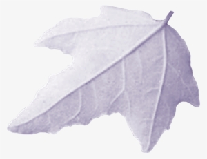 Publié Il Y A 19th December 2013 Par Mohamed El Fadely - Maple Leaf #1244229