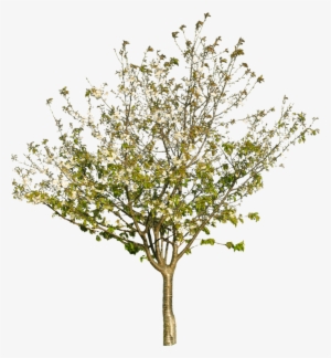 Tree Texture Png #1244418