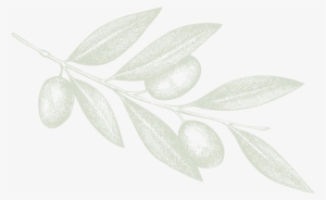 Molino De Olivas De Bolea #1244420