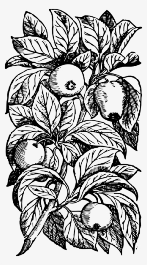 Free Vector Apples On A Branch Clip Art - 1s Tee Apples On A Branch #1244437