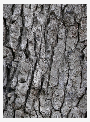 Save Shley Tree 1 - English Oak #1244795