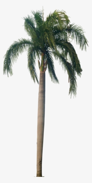 Palm Tree Texture Png - Royal Palm Tree Png #1244845
