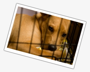 Your Details - Donation #1245278