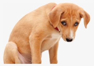 Sad Dog Png Clipart Royalty Free Stock - Sad Dog Png #1245282