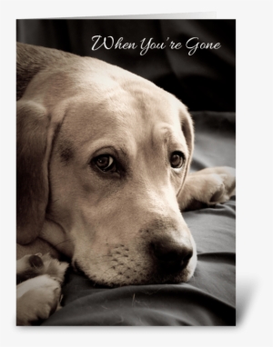 Missing You Sad Dog Greeting Card - Dog #1245709