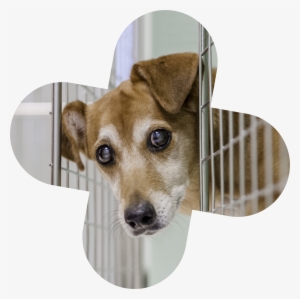 Feist - Free Transparent PNG Download - PNGkey