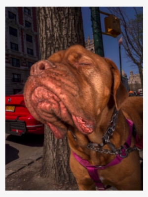 It's Been A Busy Week Of Politics And More So, You - Dogue De Bordeaux #1245775