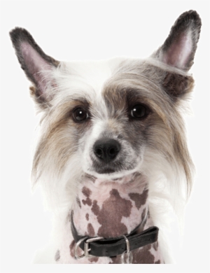 Chinese Crested - Dogman Miniben Tremix Med Vanilje #1246280