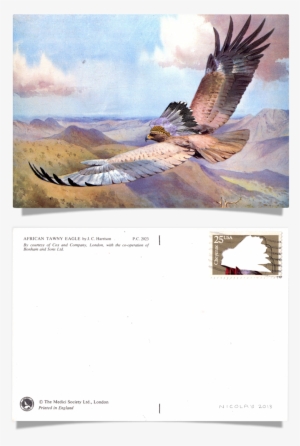 Place Postage Here, Series Of Hand Cut Postage Stamp - Hawk #1246513 Place Postage Here, Series Of Hand Cut Postage Stamp - Hawk #1246513