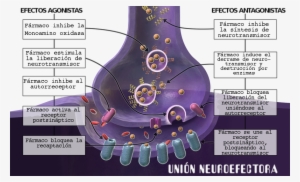 Agonismo-antagonismo - Enciclopedia Libre Universal En Español #1250195