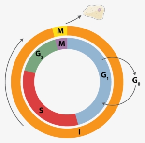 Cell Cycle 3 - Cell Cycle Png #1254117
