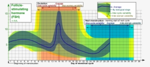 Follicle-stimulating Hormone During Menstrual Cycle - Fsh Hormone #1254289
