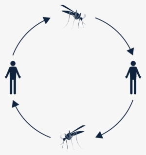 06 Pm 821 Clinical Manifestation - Silhouette #1254629
