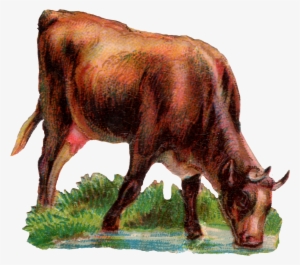 Today We Have A Cow Drinking Water - Cow Drinking Water Png #1256839