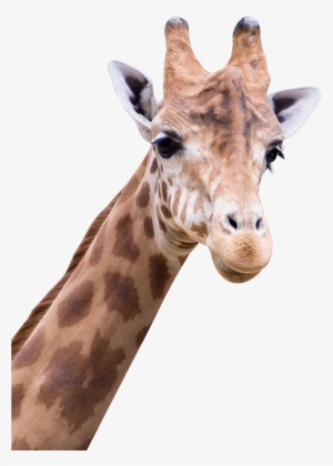 Giraffe Png Images - Amine Good For You #1258557
