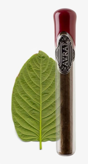 Avrae Cigars - Kratom #1258704