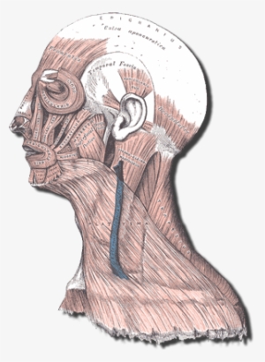 Muscles Of The Head And Neck - Frontalis Muscle #1258757
