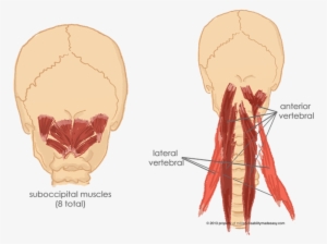 Torso Muscles 8 - Paraspinal Cervical Muscles #1258914