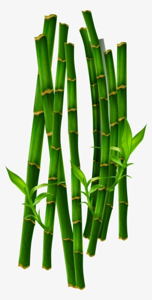 Bamboe Computer Green Transprent Png Free Download - Bamboo #1259358