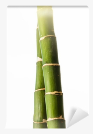 Bamboo #1259378