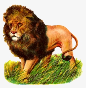 Antique Images Wild Lion Stock Image Digital - Lion Illustration Vintage #1260030