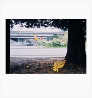 Oranges - Fruit #1263645