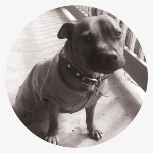 Tyson Circle - Portable Network Graphics #1267904