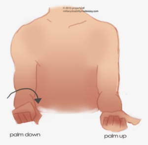 Upper Nerve 21 - Result Of Lesion Of Musculocutaneous Nerve #1270651
