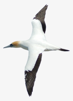 Farewell Spit Tours - Gannets #1272421