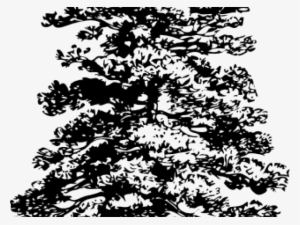 Drawn Pine Tree Drawing - Wall Decal Pine Trees #1273177