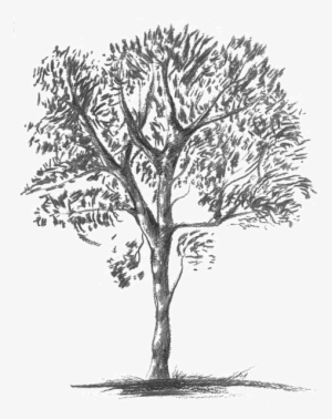 Knobthorn-grey - Mexican Pinyon #1273207