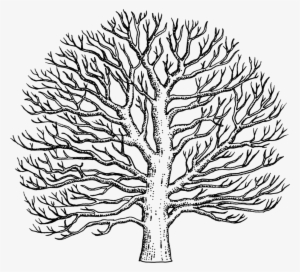 Drawn Tree Sycamore Tree - Easy To Draw Sycamore Tree #1273459