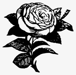 Black Rose Flower Drawing Black And White #1275774
