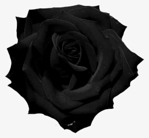 Black Rose Png #1275893 Black Rose Png #1275893