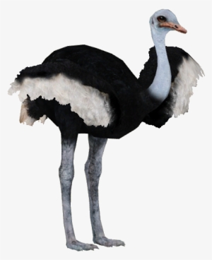 Ostrich Png Pic - Ostrich Png #1278964