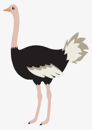 Ostrich Png Image - Ostrich Clipart #1278984