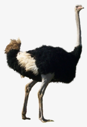 Ostrich Transparent Background - Autruche Png #1279032 Ostrich Transparent Background - Autruche Png #1279032