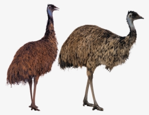 Ostrich Png Transparent Image - Big Bird Sesame Street #1279053