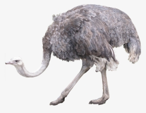 Ostrich Png #1279083