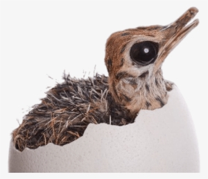 Ostrich Chick Hatching - Baby Ostrich #1279331