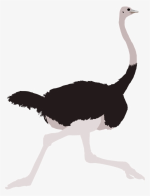 By Michell Vall On Deviantart Michellvall - Common Ostrich #1279420