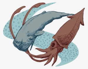 Squid Drawing Traditional - Sperm Whale Squid Png #1279494
