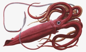 Squid Png - Giant Squid Png #1279543